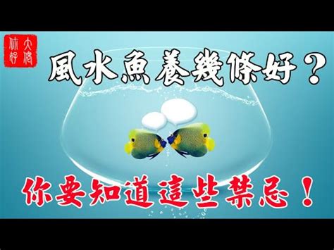 風水魚缸數量|養魚招財：最佳魚隻數量